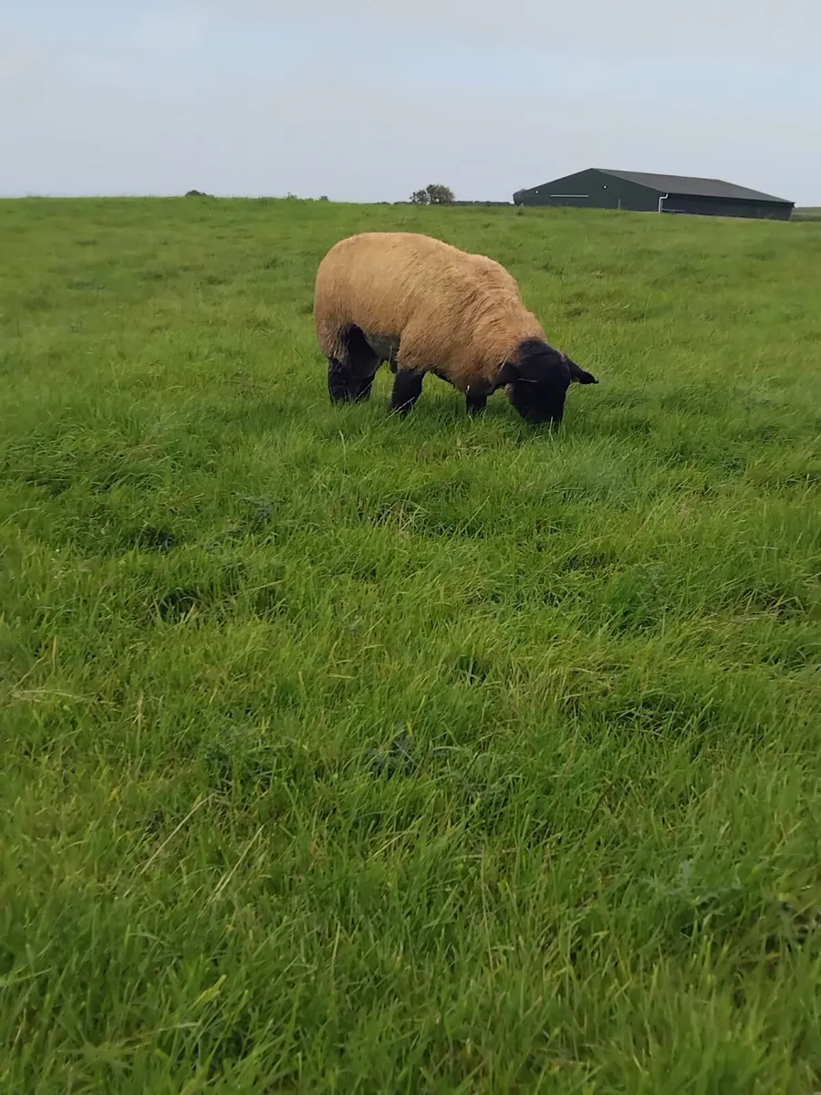 Suffolk ram lambs - Image 4