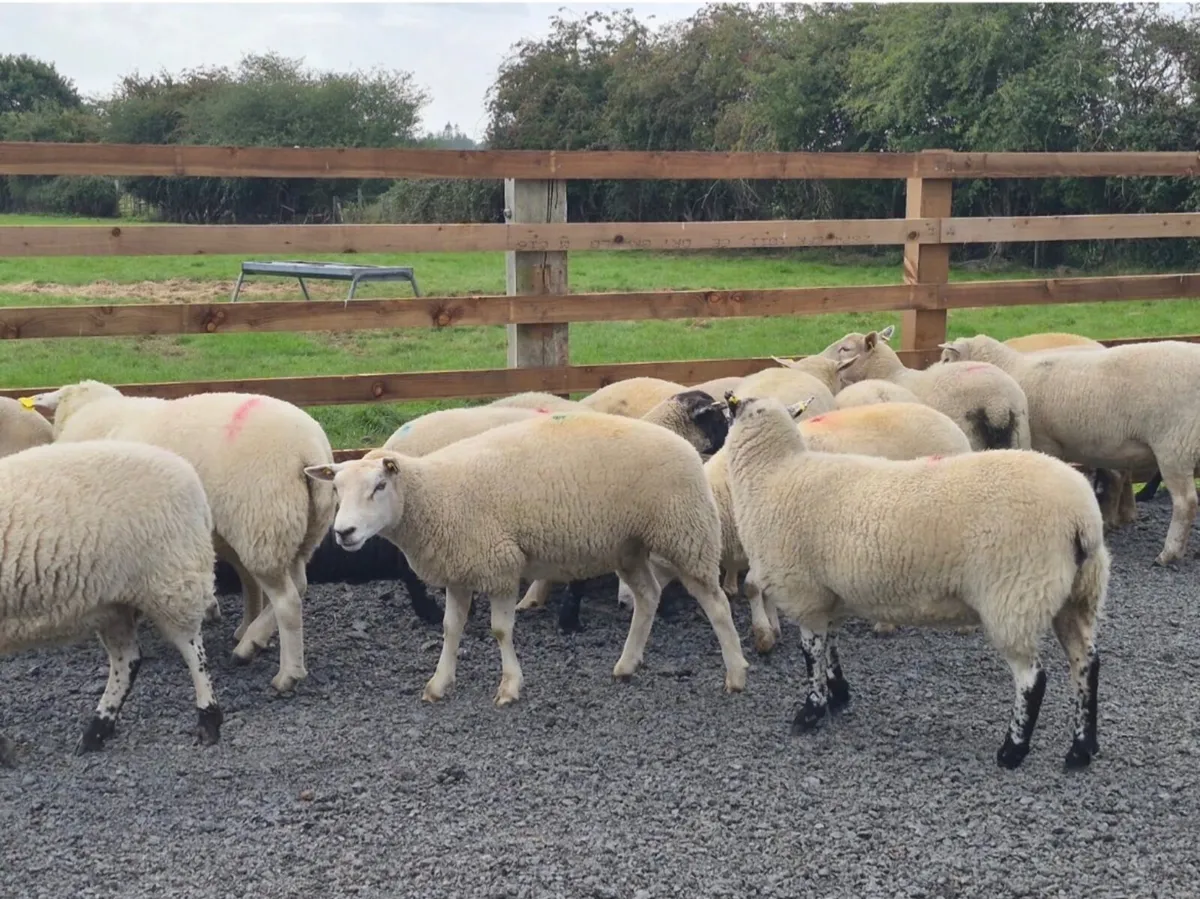 Ewe Hoggets for sale - Image 3