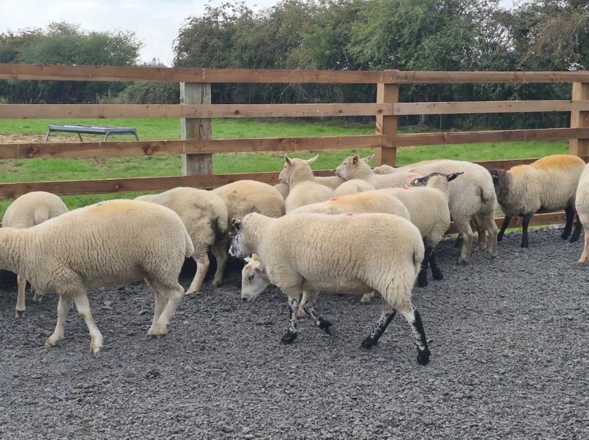 Ewe Hoggets for sale - Image 2