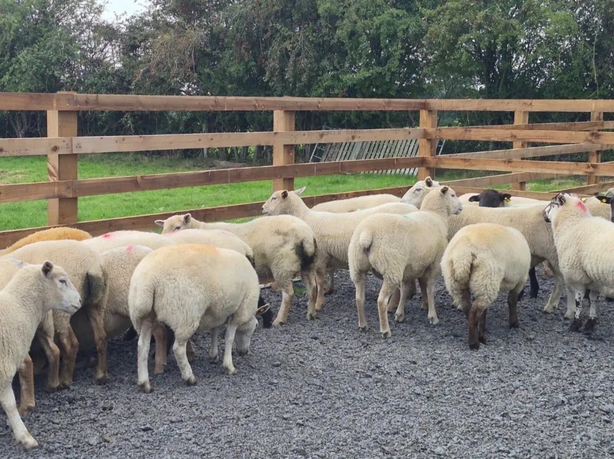 Ewe Hoggets for sale - Image 4