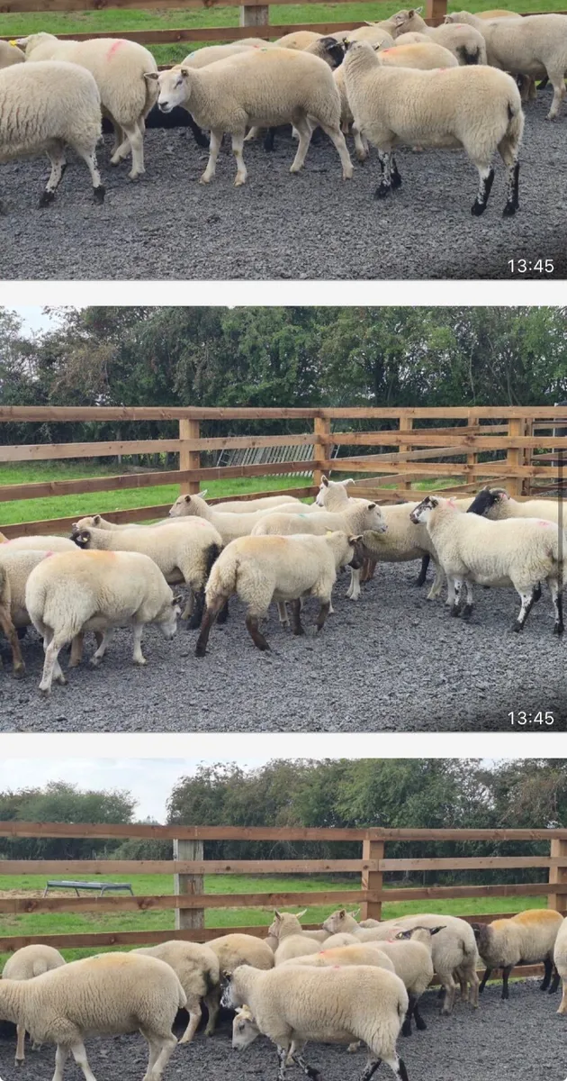 Ewe Hoggets for sale - Image 1