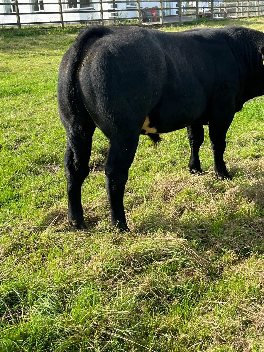 5 Weanling Bulls - Image 1
