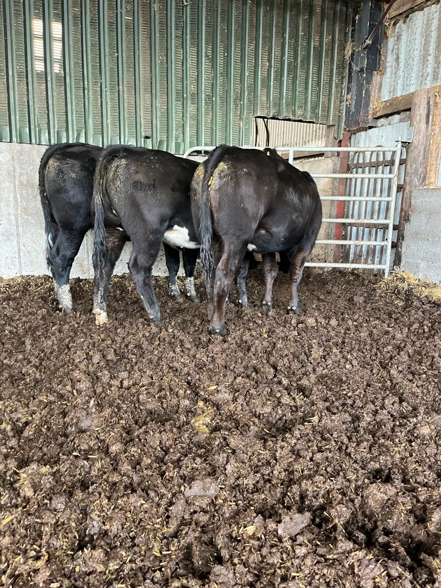 3 BB heifers. - Image 2
