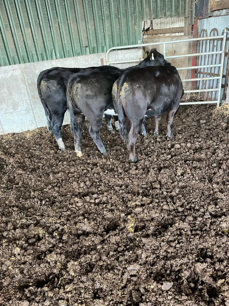 3 BB heifers. - Image 3
