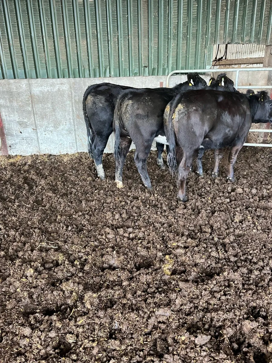 3 BB heifers. - Image 4
