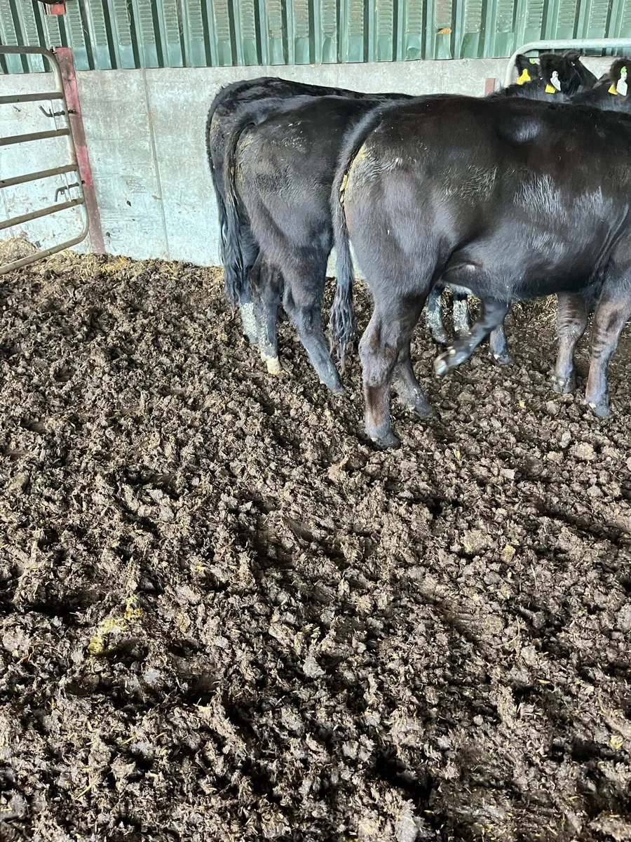 3 BB heifers. - Image 1