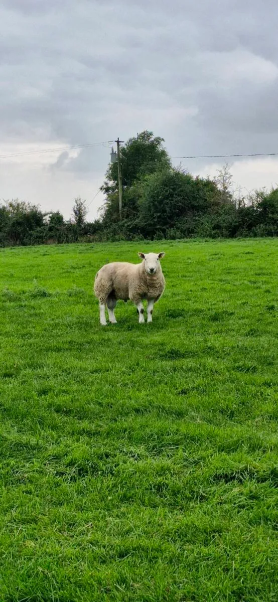 Sheep - Image 1