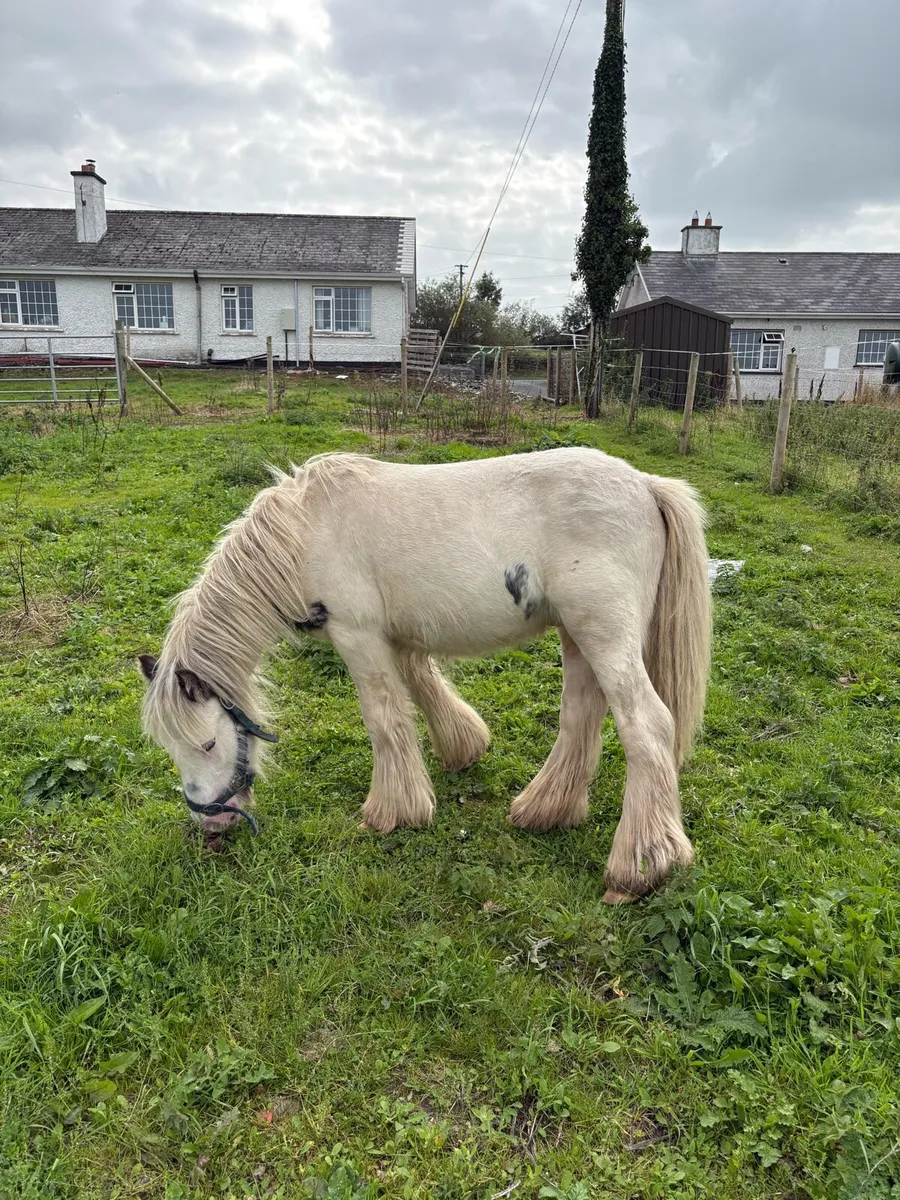 Yearling - Image 1