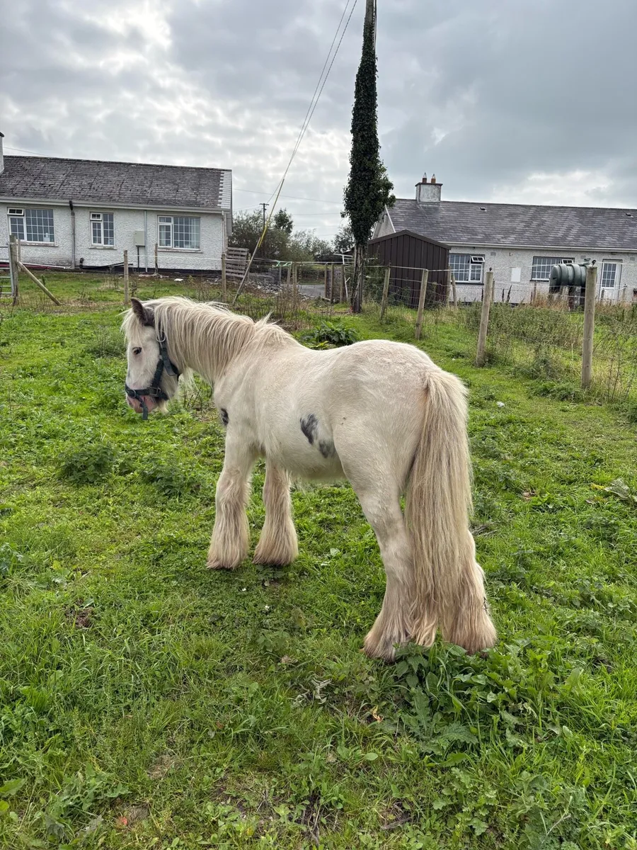 Yearling - Image 2