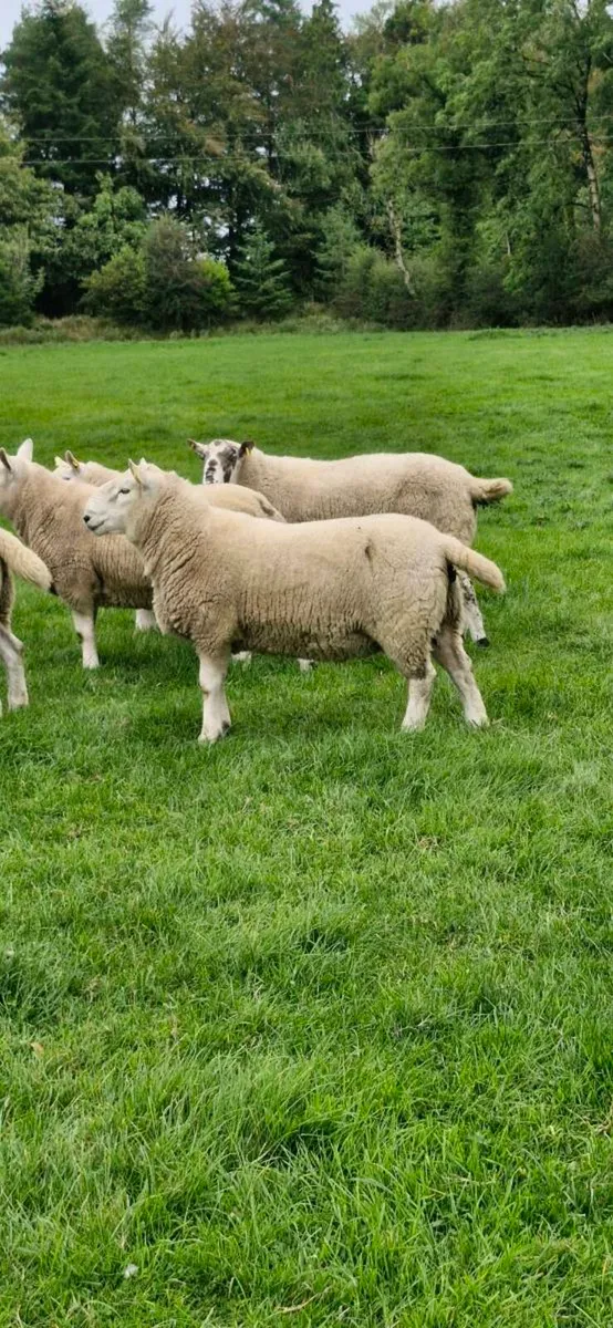 Sheep - Image 2