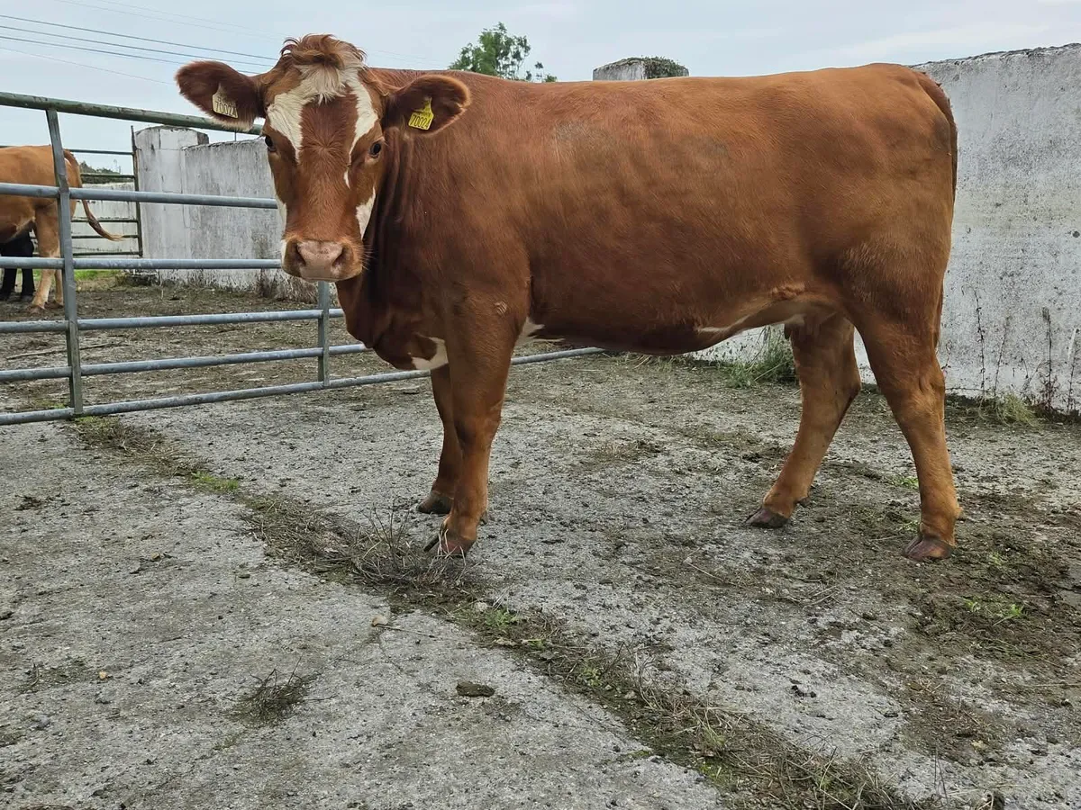 Incalf heifers - Image 2