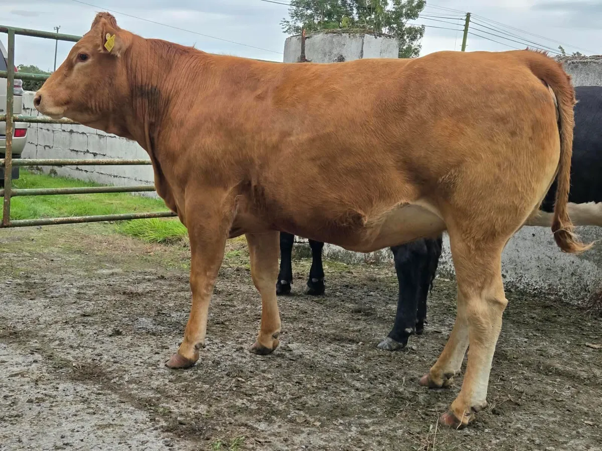 Incalf heifers - Image 3