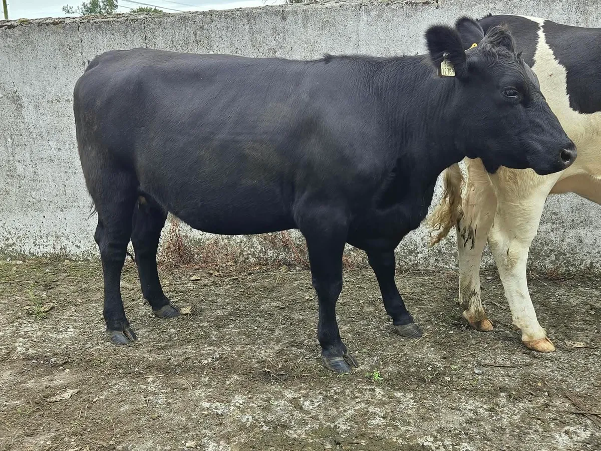 Incalf heifers - Image 4