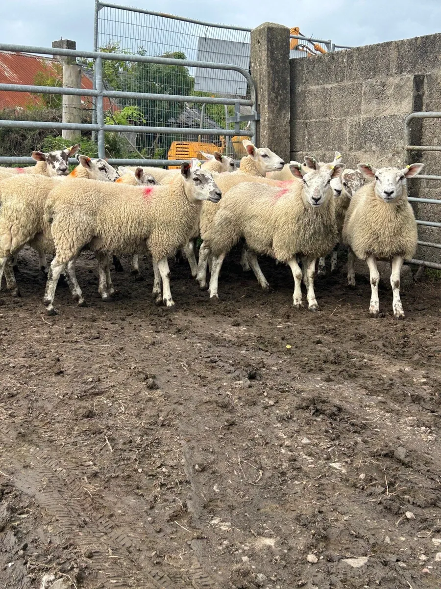 13 Texel Mule ewe Lambs - Image 1