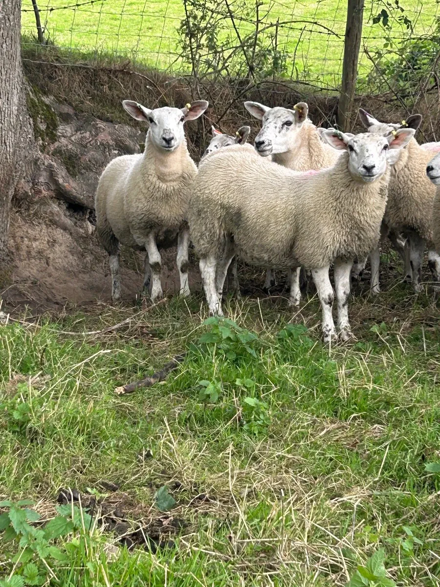 13 Texel Mule ewe Lambs - Image 2