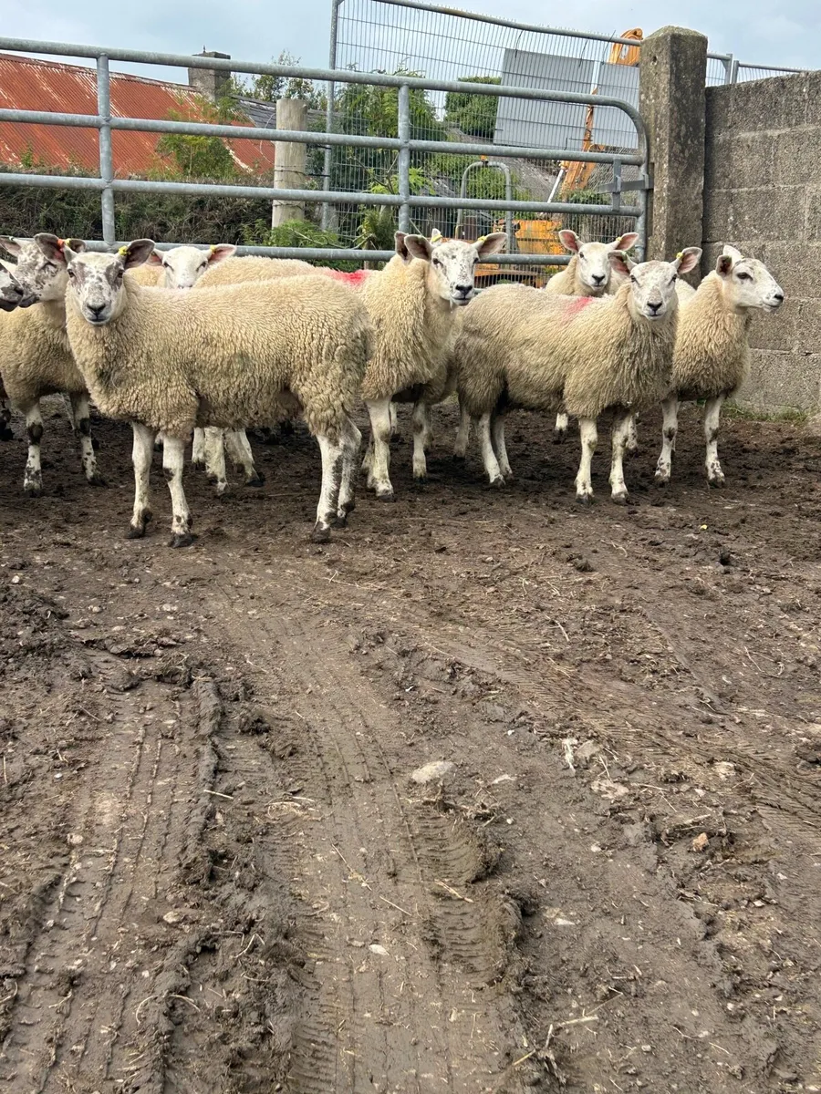 13 Texel Mule ewe Lambs - Image 3