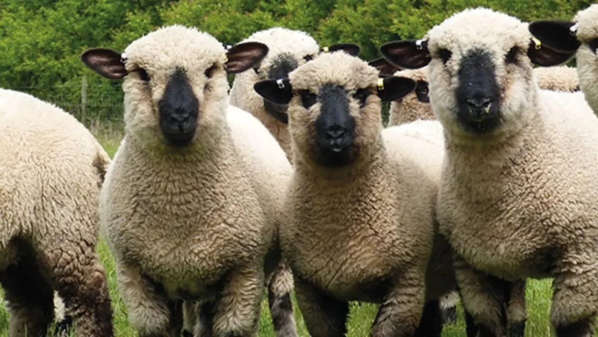 Hampshire Down Lambs - Image 2