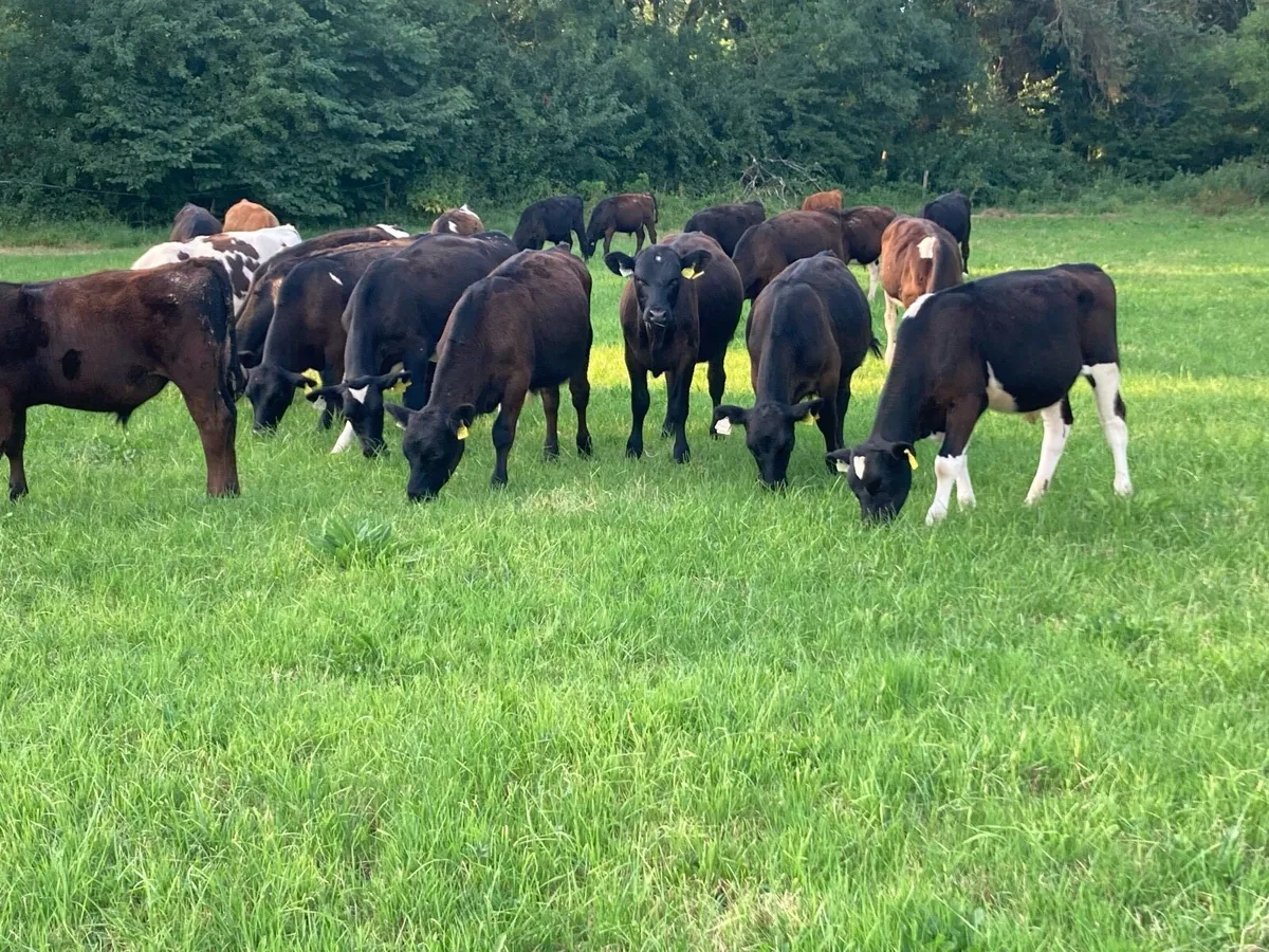 Weanlings For Sale - Image 2