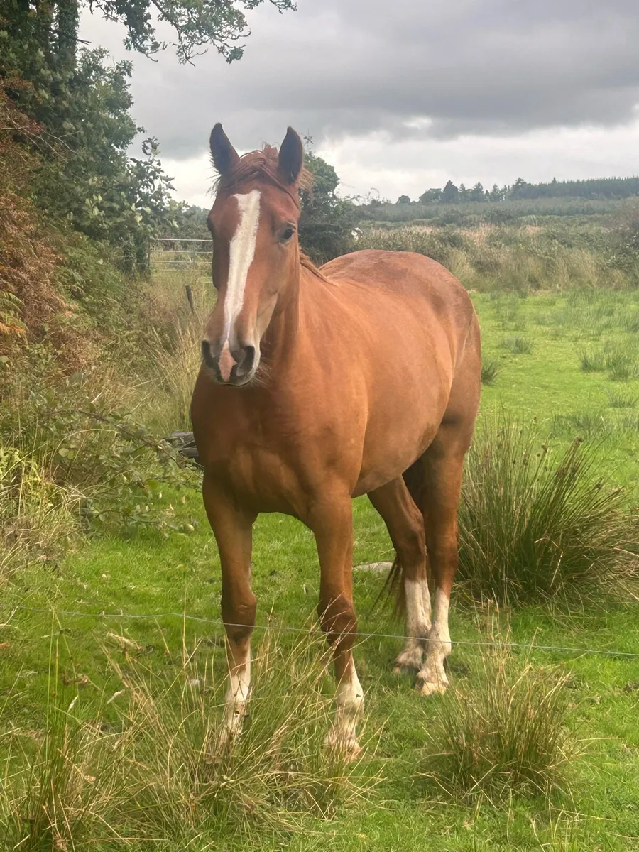 Irish draft filly - Image 1