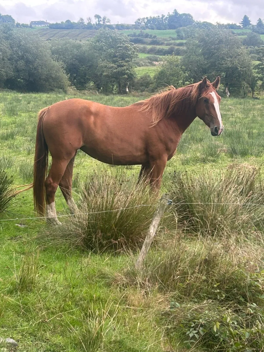Irish draft filly - Image 2