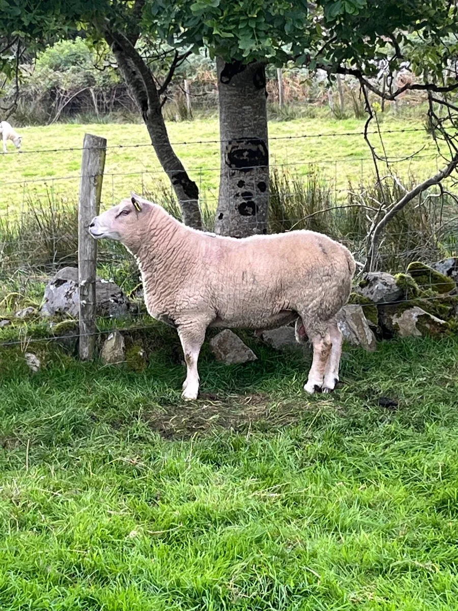 Chartex ram - Image 1