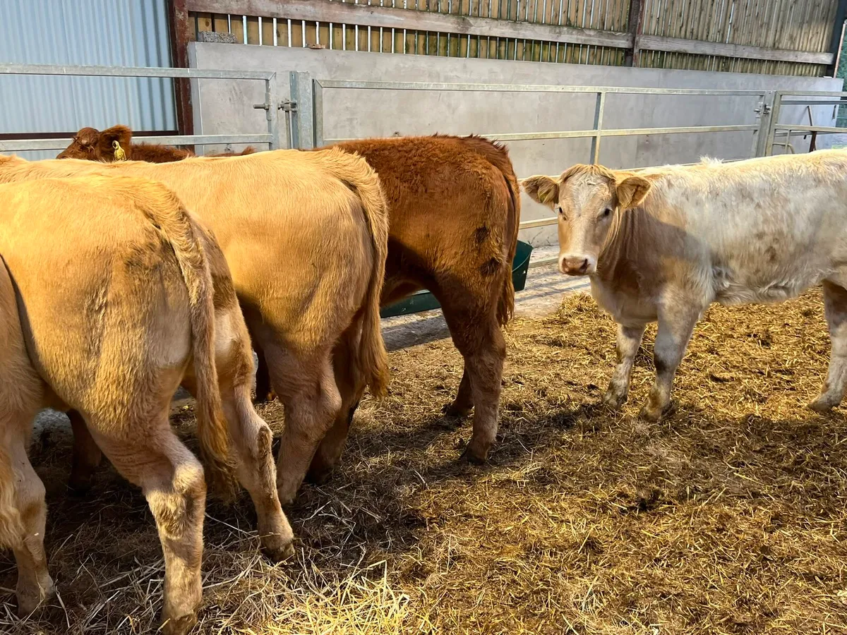 Charolais Heifers - Image 1