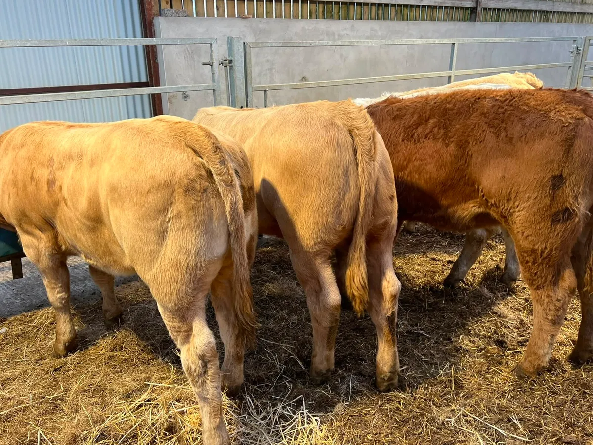 Charolais Heifers - Image 2