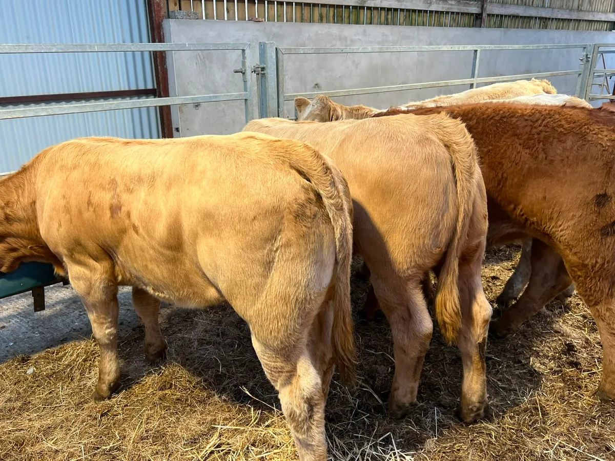 Charolais Heifers - Image 3