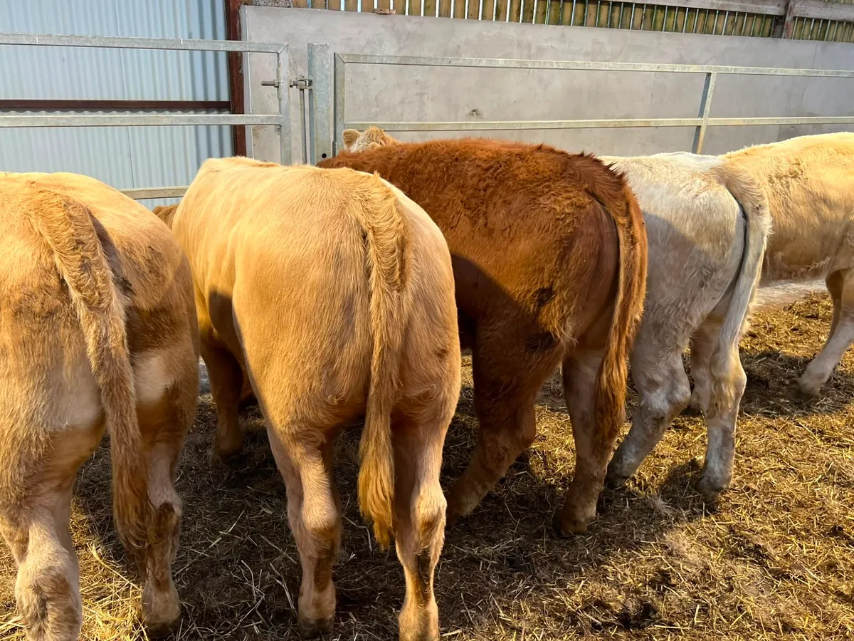 Charolais Heifers - Image 4