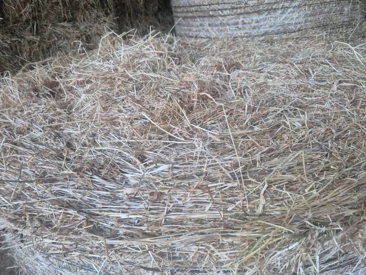Hay - Image 3