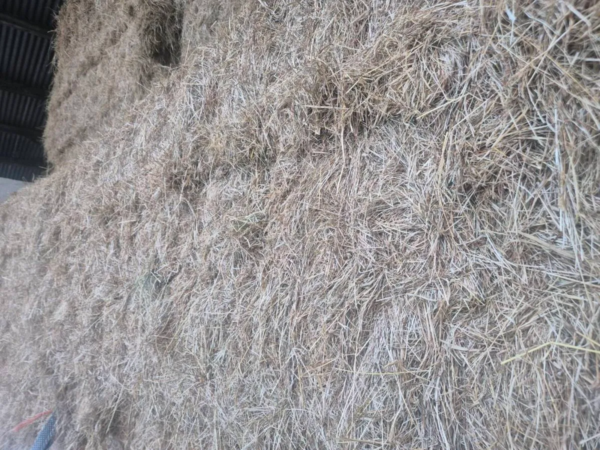 Hay - Image 4