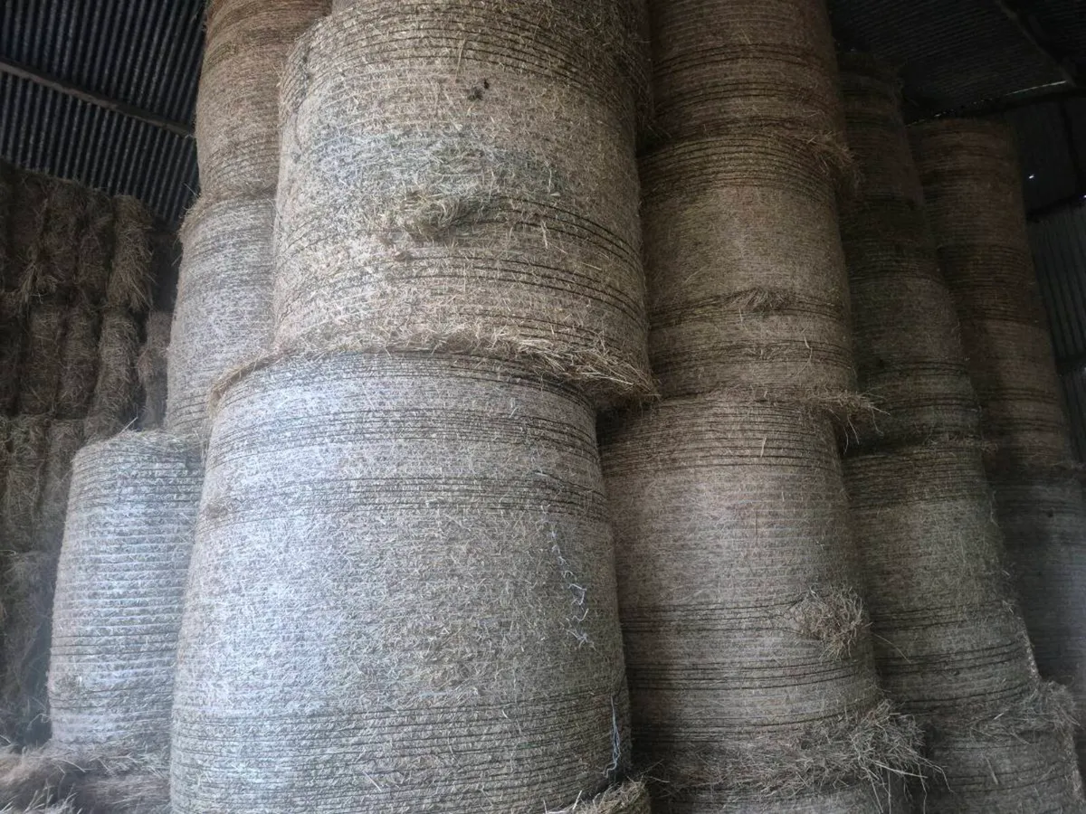 Hay - Image 2