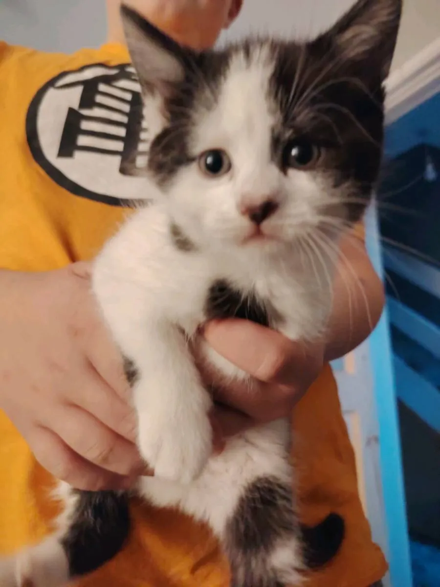 Kittens - Image 2