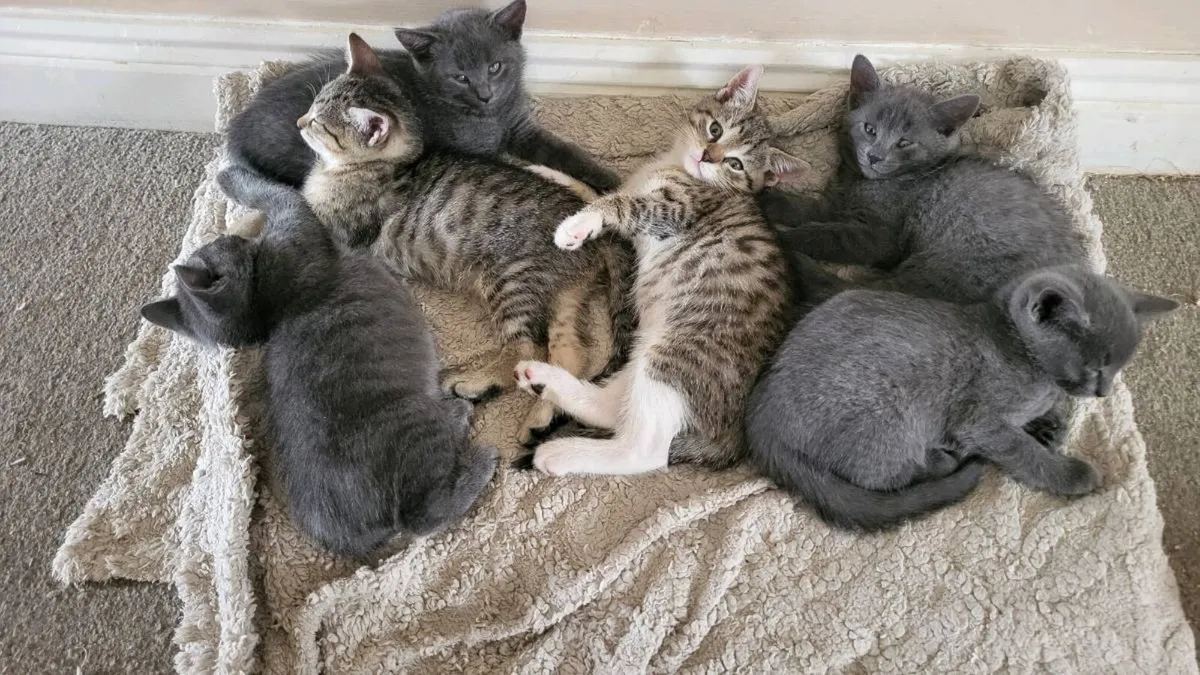 Half British kittens - Image 1