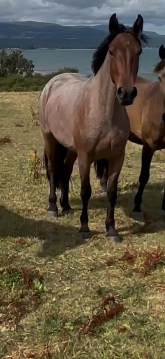 3 yr Old Connemara Pony - Image 1
