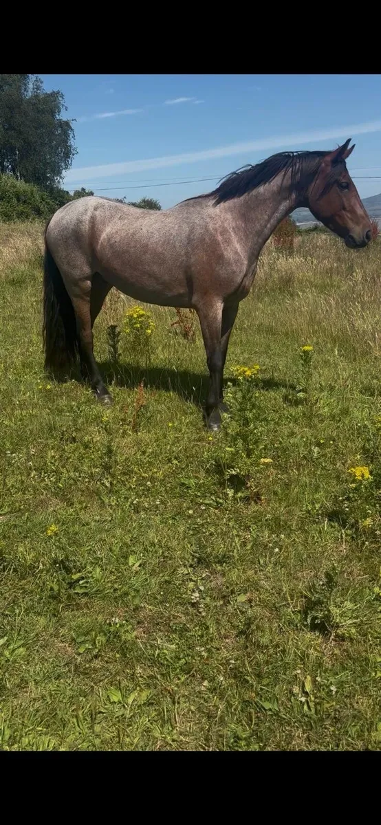 3 yr Old Connemara Pony - Image 2