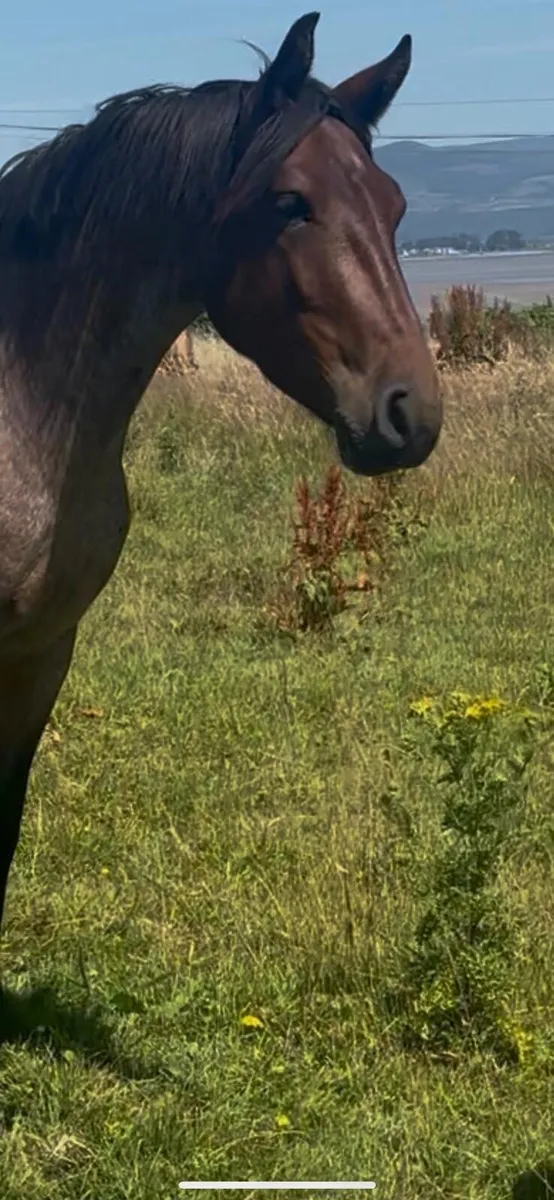 3 yr Old Connemara Pony - Image 3