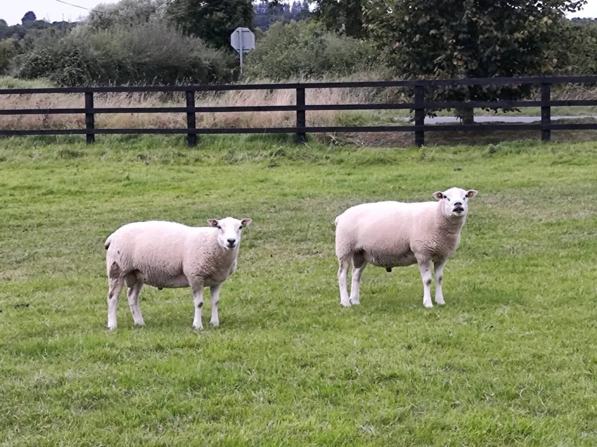 Rams Belclare - Image 3