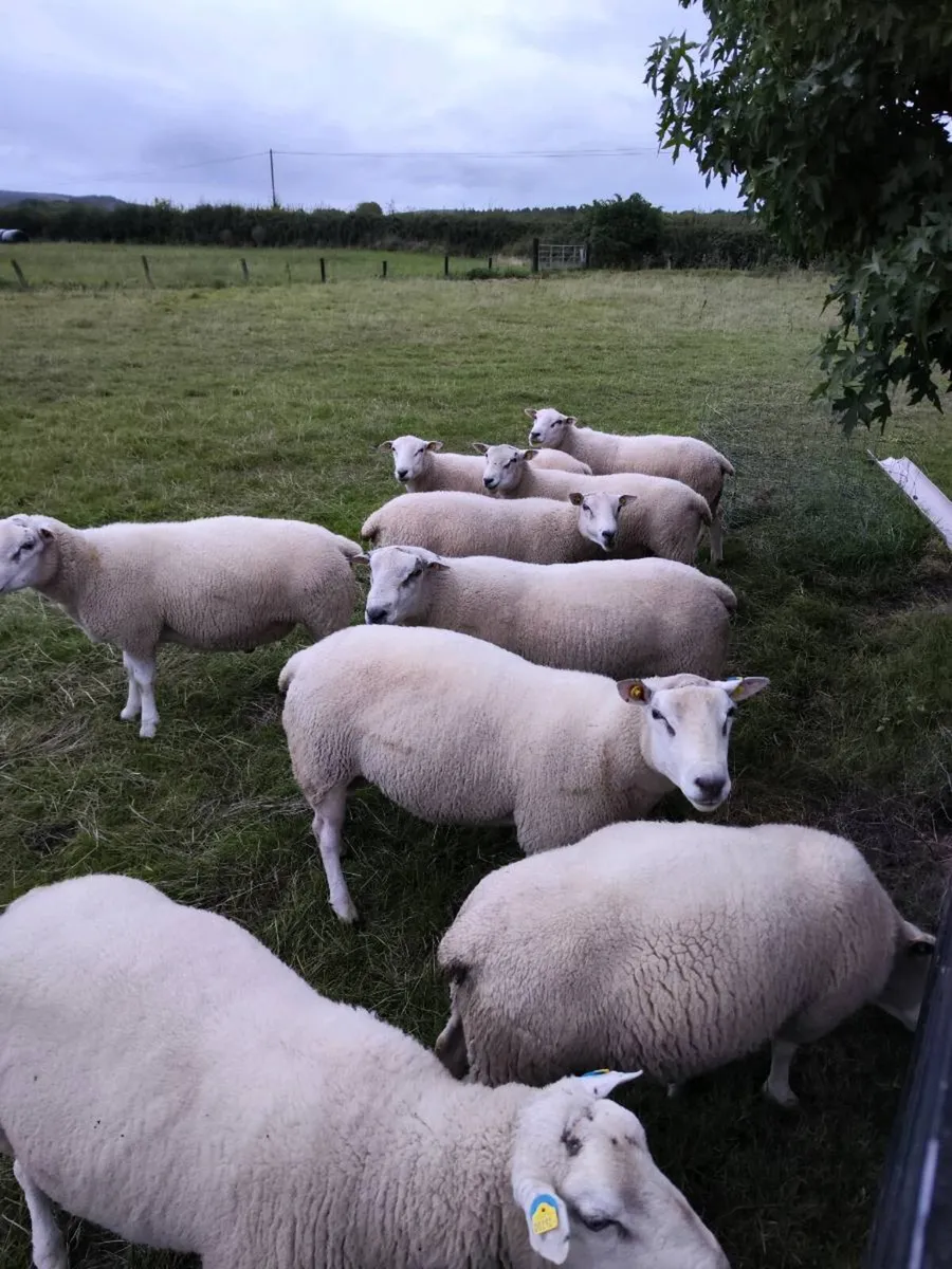 Rams Belclare - Image 1