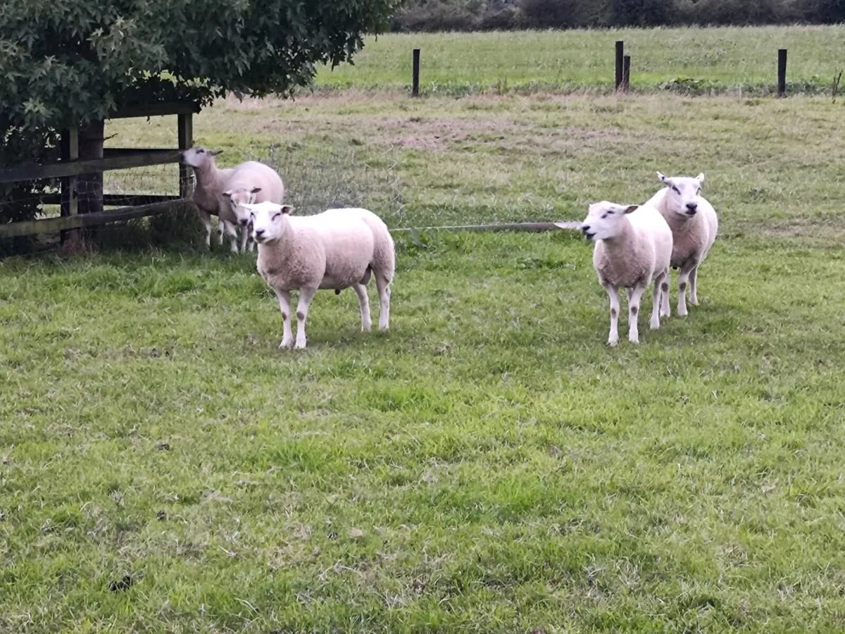 Rams Belclare - Image 4