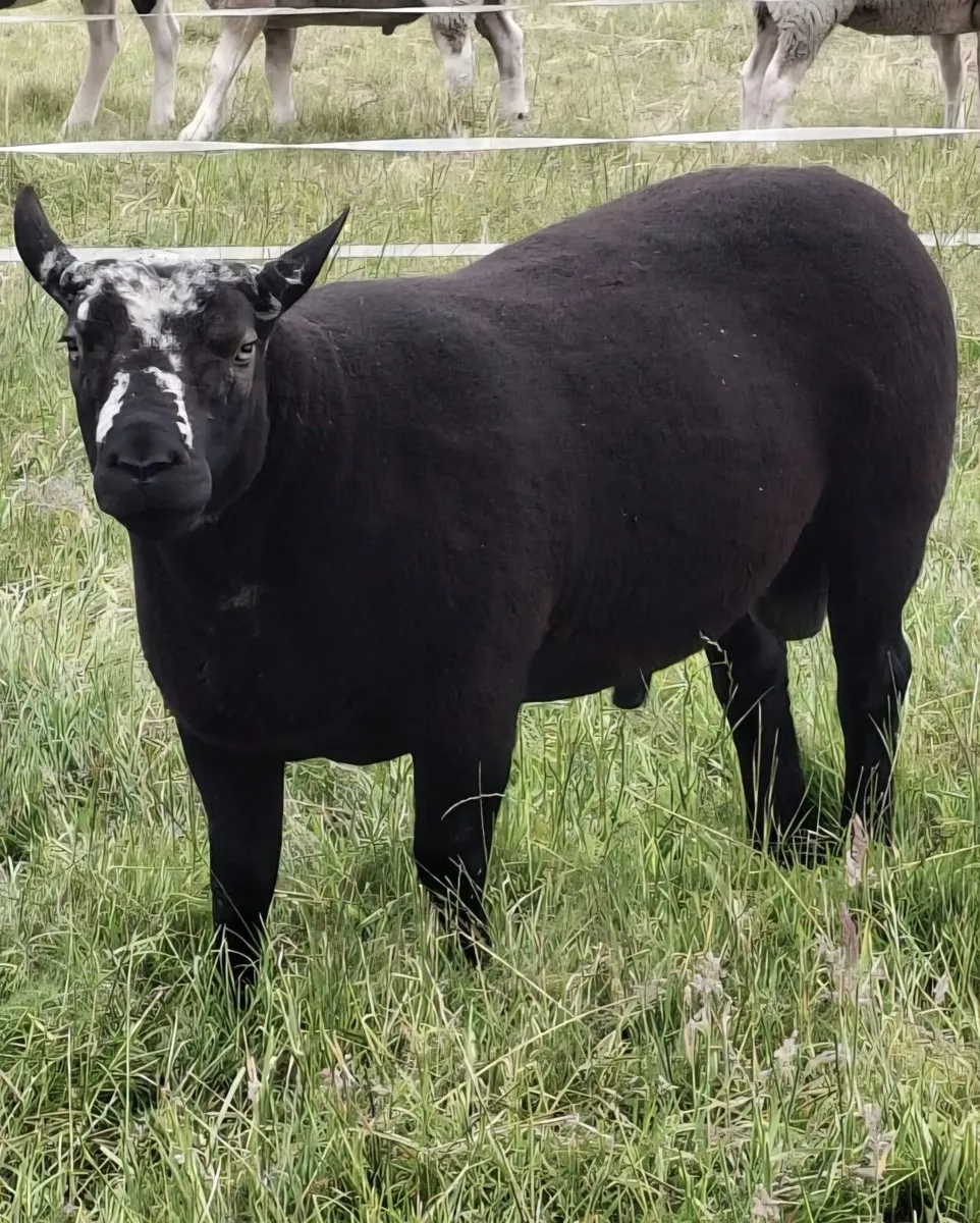 Ram - Image 1