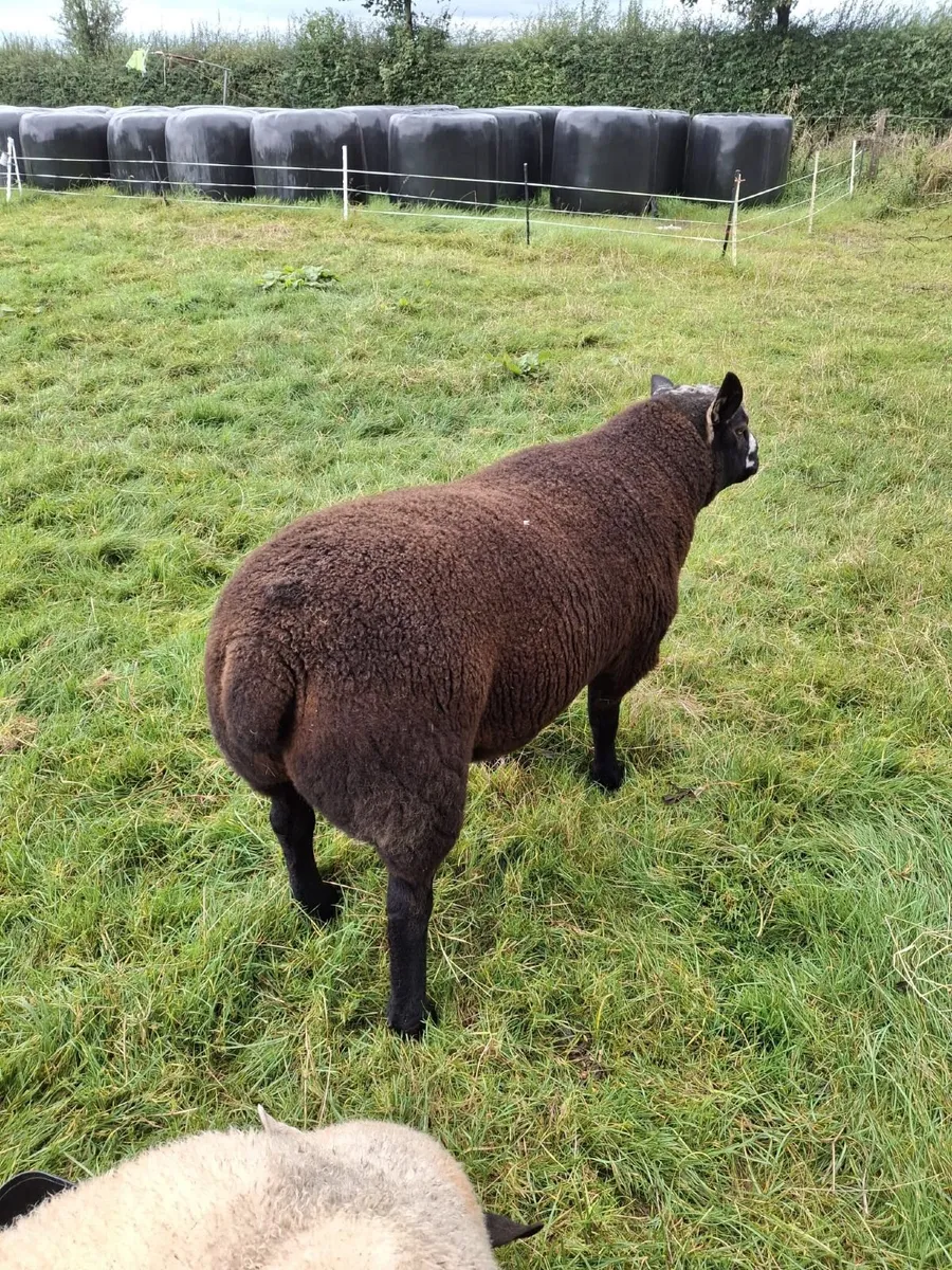Ram - Image 2