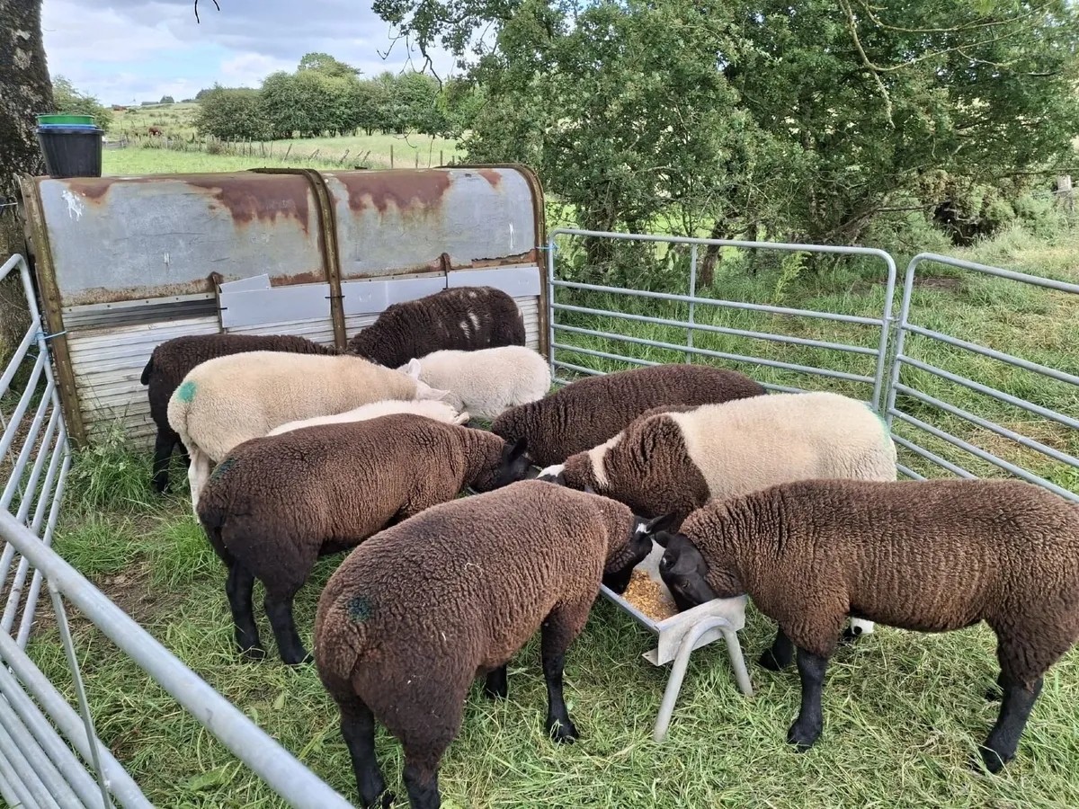 Ram - Image 3