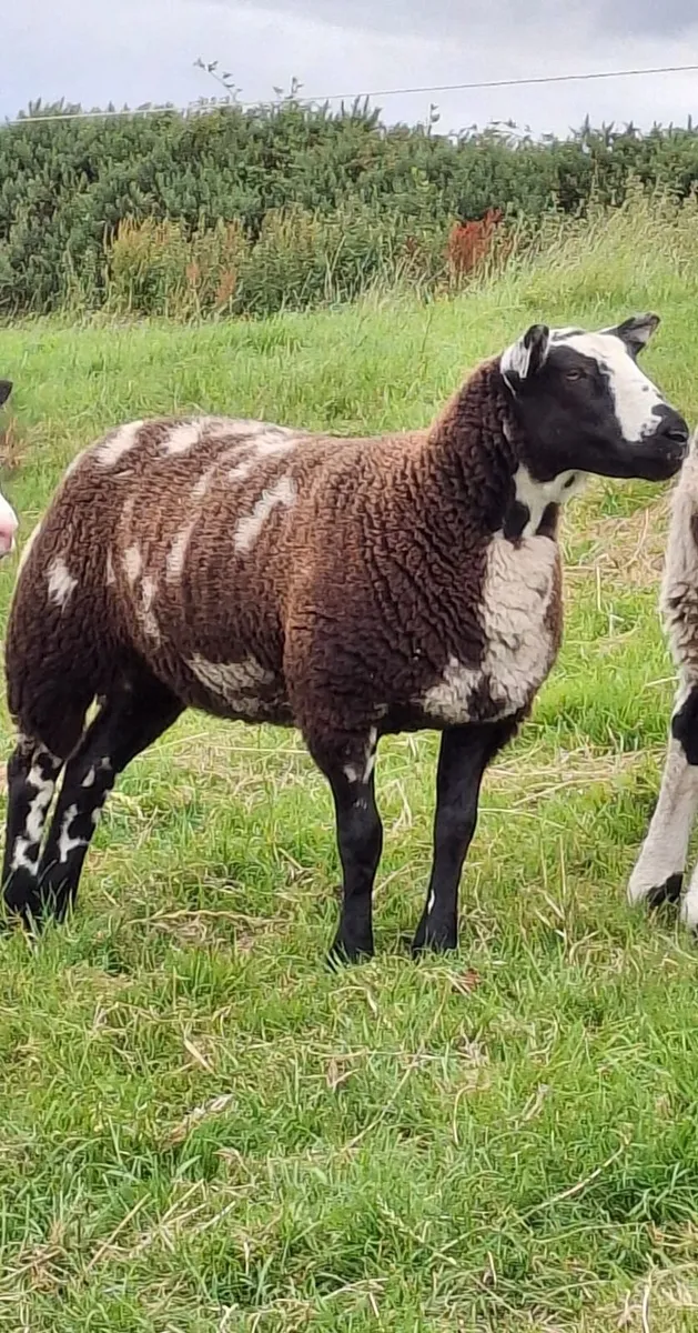 Ram - Image 4