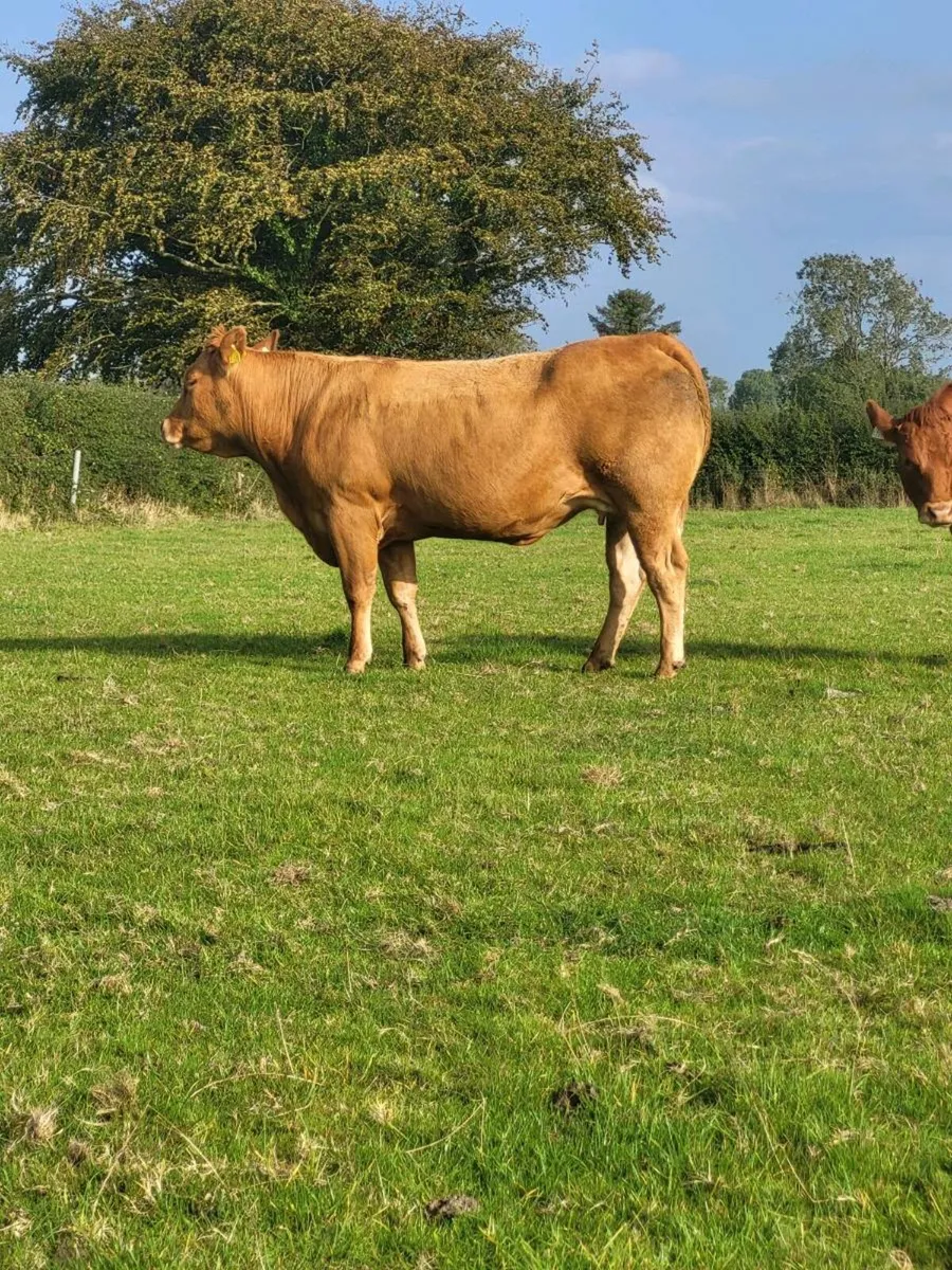 Incalf heifers - Image 2