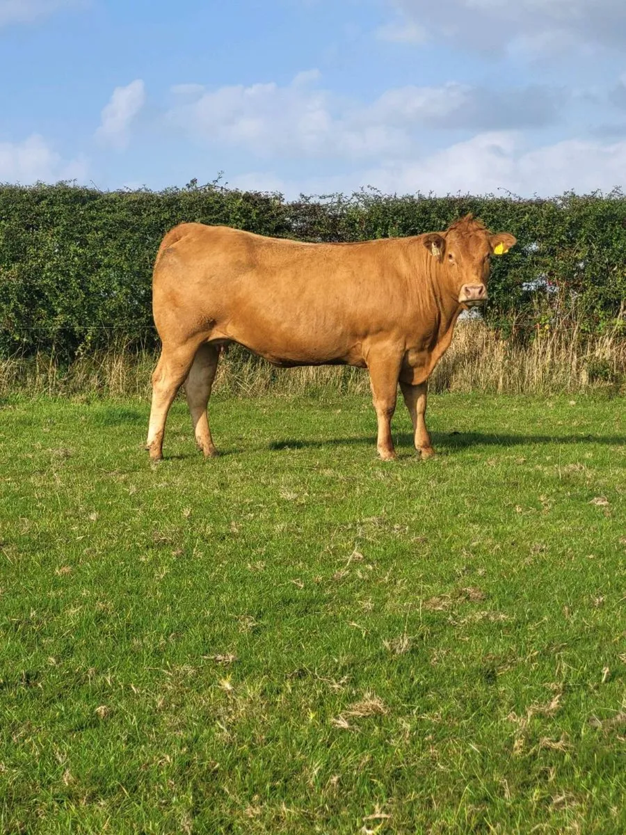 Incalf heifers - Image 1