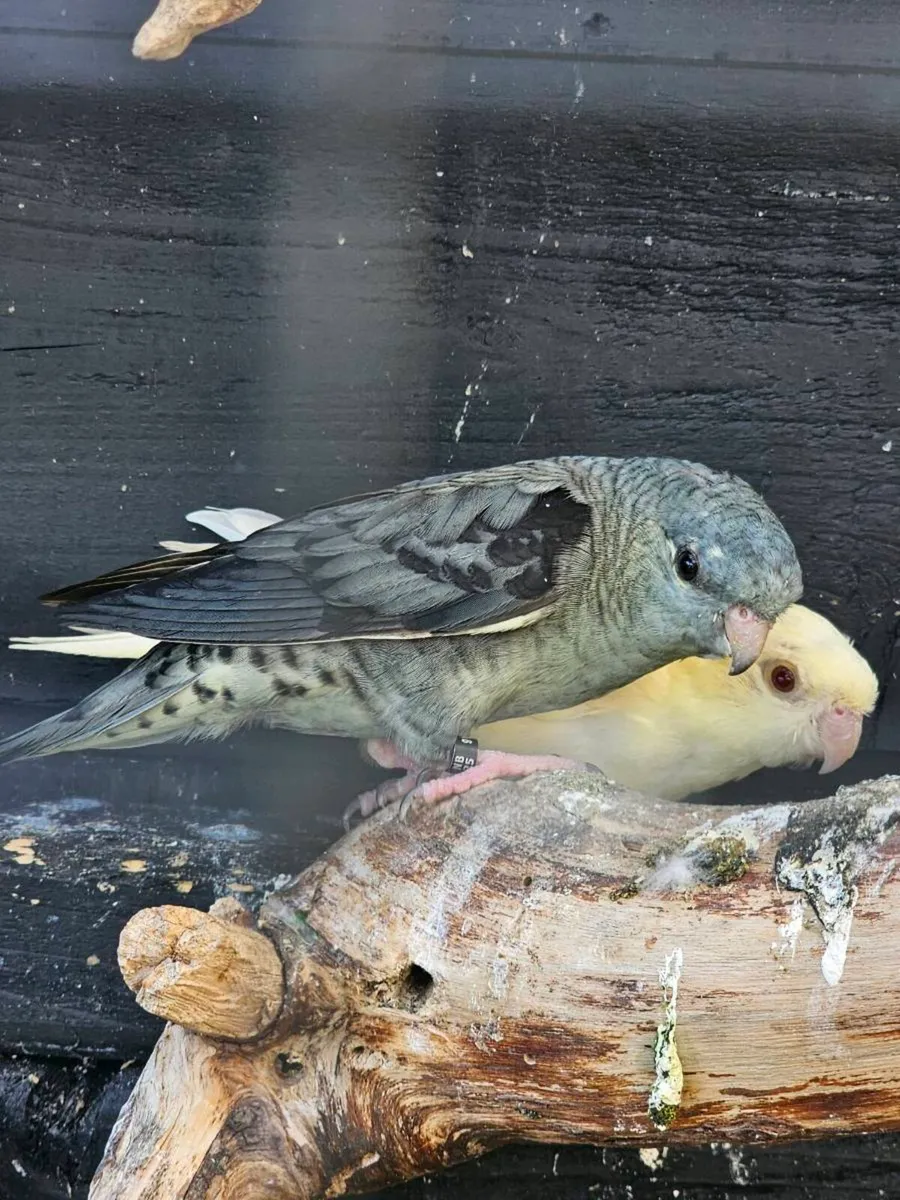 Lioneolated parakeet pairs - Image 2