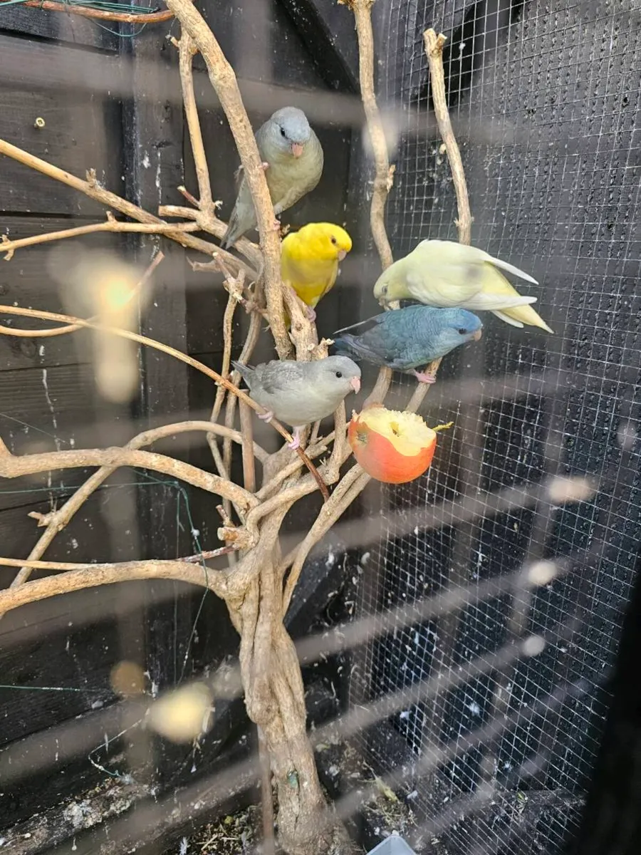 Lioneolated parakeet pairs - Image 3