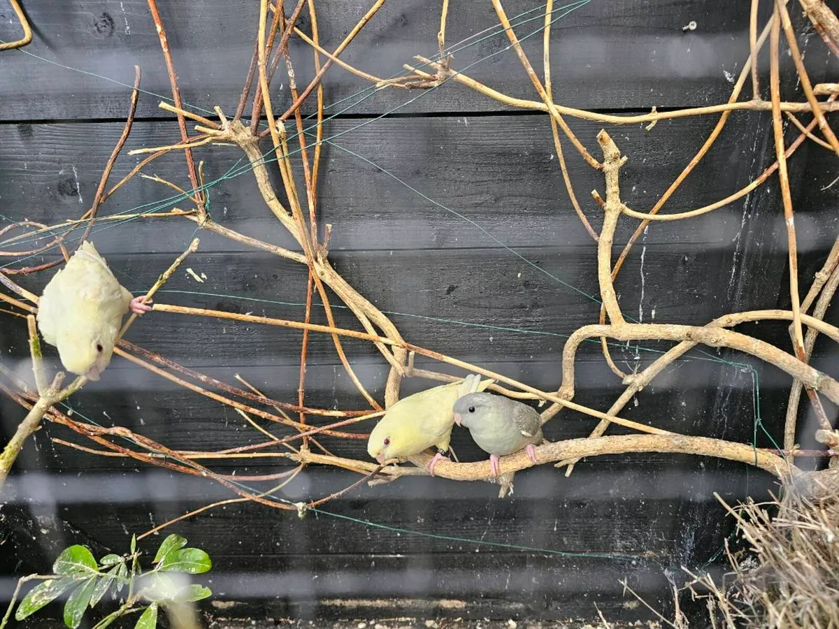 Lioneolated parakeet pairs - Image 4