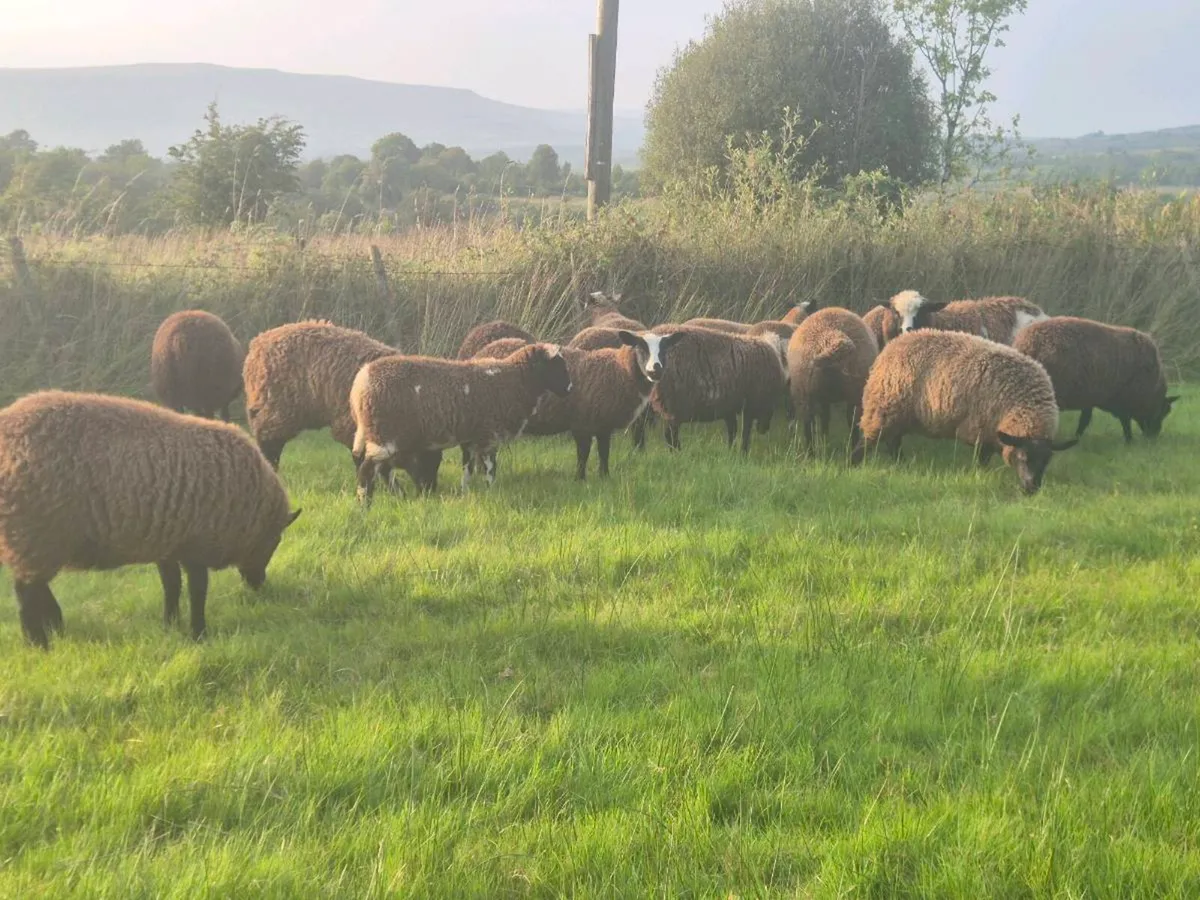 Dutch Spotted X Ewe lambs - Image 4